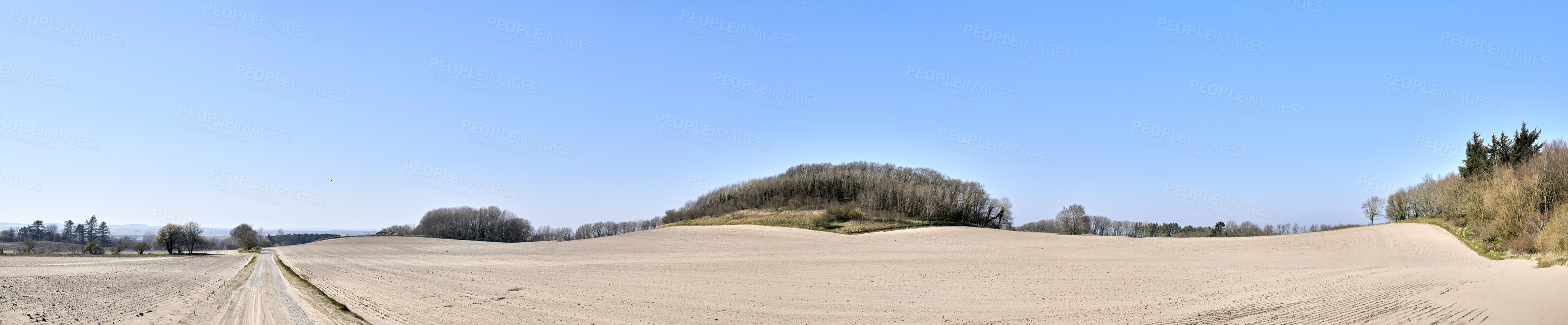 Buy stock photo Copy space with view of trees on a sandy and barren farm with clear blue sky background on a sunny day. Panoramic landscape of a dry, arid and uncultivated land on the East Coast of Jutland, Denmark