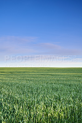 Buy stock photo Green fields and blue sky in spring and early summer