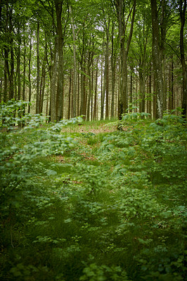 Buy stock photo A lush green forest with tall trees and shrubs in a remote nature environment. View of natural vegetation with vibrant leaves, plants in spring. A mysterious place for adventure walks and travel