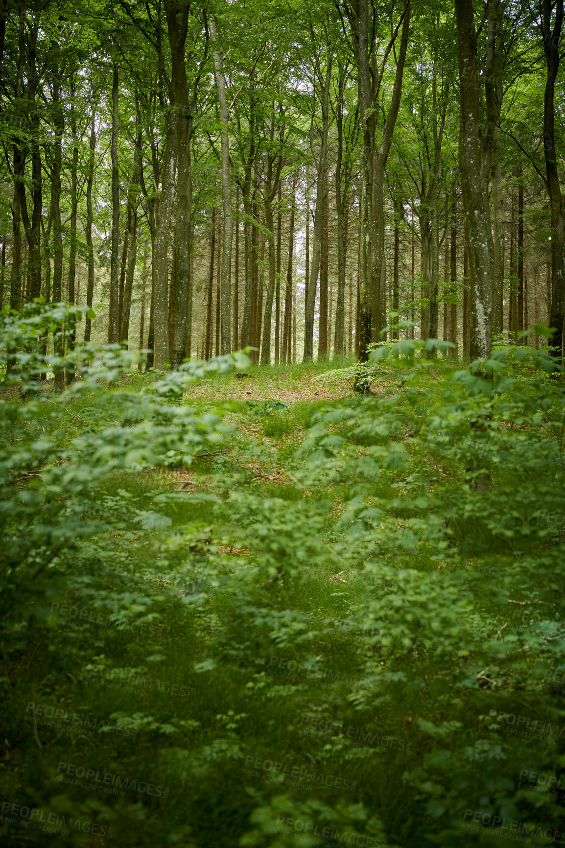 Buy stock photo A lush green forest with tall trees and shrubs in a remote nature environment. View of natural vegetation with vibrant leaves, plants in spring. A mysterious place for adventure walks and travel