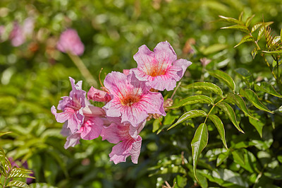 Buy stock photo Closeup of beautiful evergreen podranea ricasoliana or trumpet vine foliage with vibrant petals blooming and blossoming in nature on a sunny day in spring. Colorful pink flowers growing in a garden.