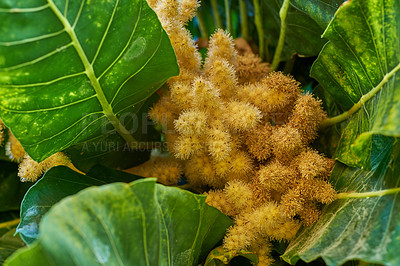Buy stock photo Golden chestnut tree with spiny fruit, Chinquapin plant. Vibrant leaves and palm fruit growing in a remote location in nature on a sunny day. Closeup detail of weird nuts between leaves in a forest