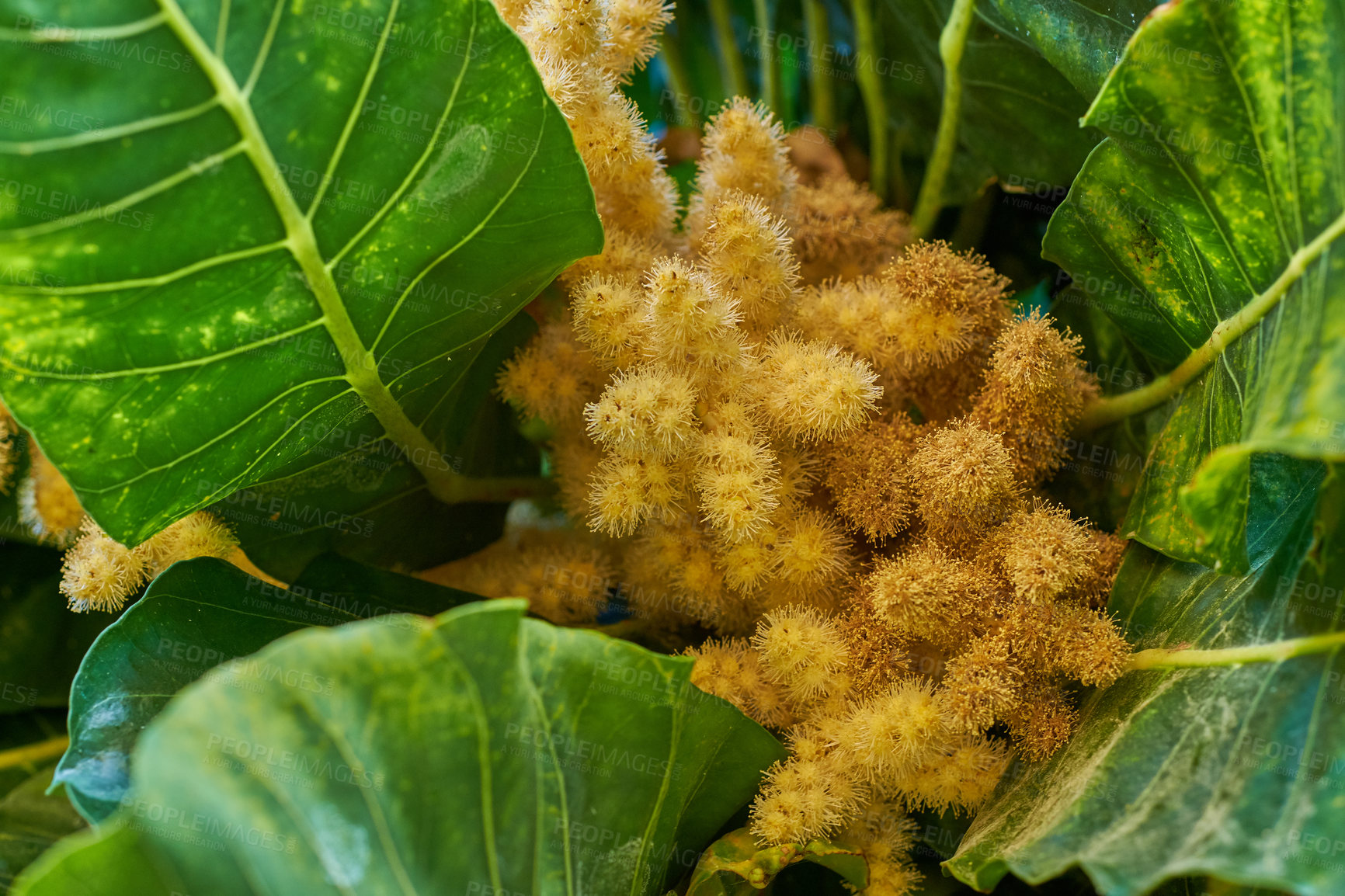 Buy stock photo Golden chestnut tree with spiny fruit, Chinquapin plant. Vibrant leaves and palm fruit growing in a remote location in nature on a sunny day. Closeup detail of weird nuts between leaves in a forest