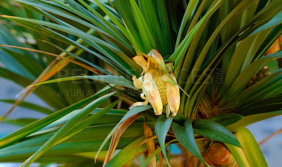 Buy stock photo Screw pine tree with edible fruit growing in a garden in a tropical environment. Closeup of pandanus tectorius species of plant with long green leaves blooming and blossoming in nature on a sunny day