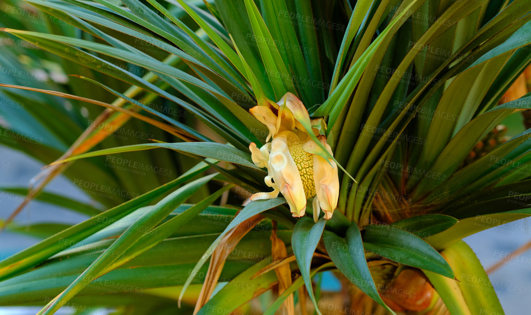 Buy stock photo Screw pine tree with edible fruit growing in a garden in a tropical environment. Closeup of pandanus tectorius species of plant with long green leaves blooming and blossoming in nature on a sunny day