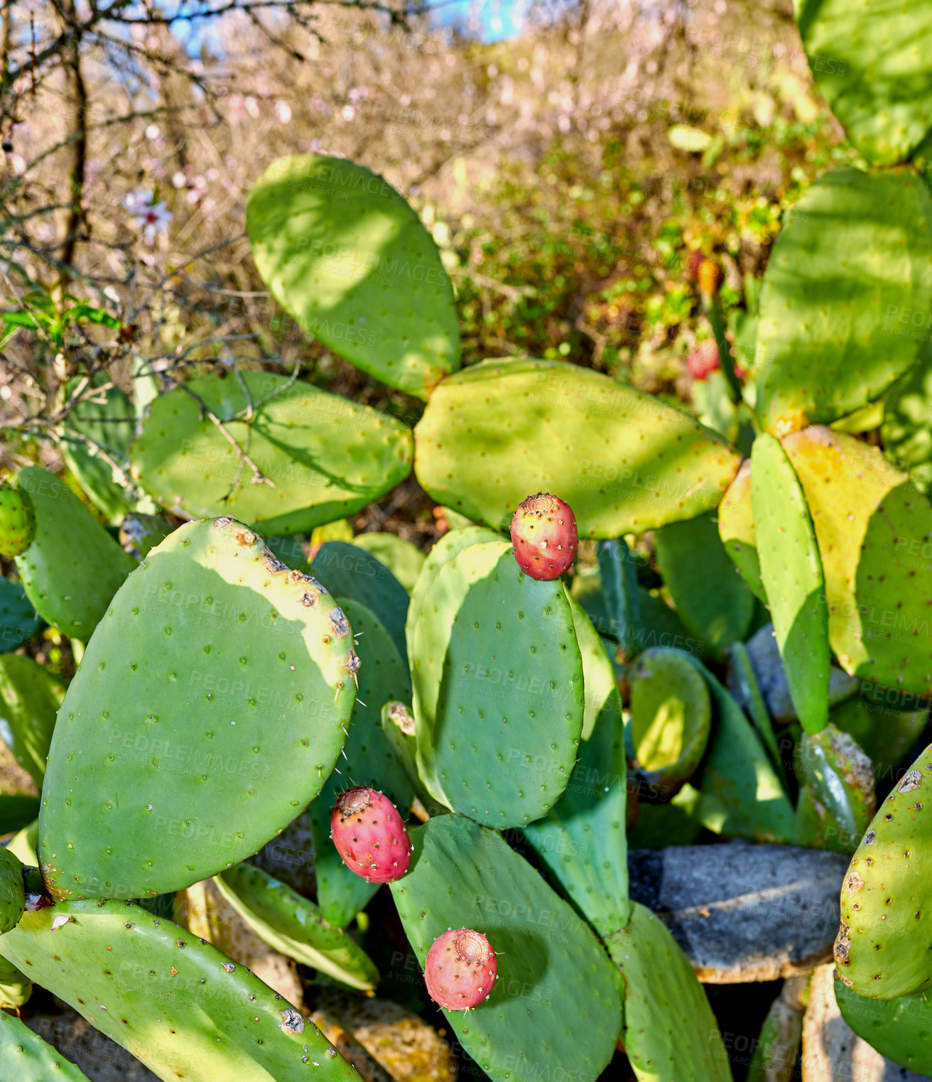 Buy stock photo Closeup of prickly pear cactus fruit growing on green cactus plant growing in Canary Islands, Spain. Exotic plant thriving in an organic field or rural forest on a bright and sunny summer day