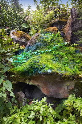 Buy stock photo Green and colourful forest moss and shrubs growing on a rocky outcropping. Various vibrant bright plants outdoor on a sunny day. Wild nature environment on La Palma, Canary Islands, Spain in summer