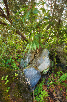 Buy stock photo Green and colourful forest trees and shrubs growing on a rocky mountain. Landscape of vibrant bright plants outdoor on a sunny day. Wild nature environment on La Palma Canary Islands Spain in summer