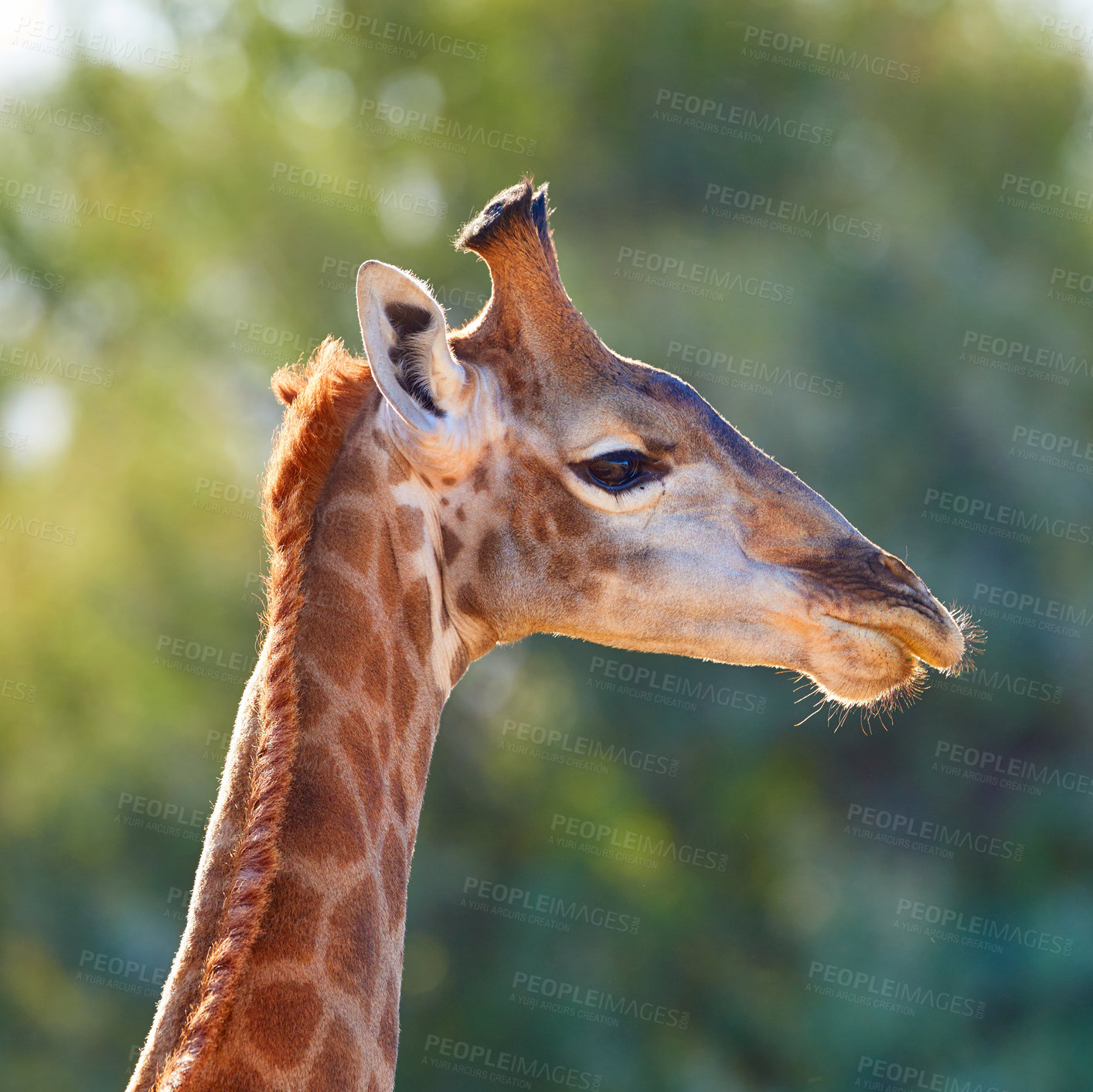 Buy stock photo Closeup of wildlife in a conservation national park with wild animals in Africa. A single long neck mammal in the savannah region. One giraffe in the wild on safari during a hot summer day. 