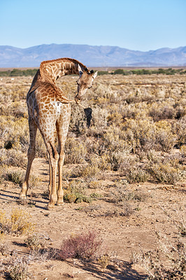 Buy stock photo Giraffe in a savannah in South Africa from the back on a sunny day against a blue sky copyspace background. One tall wild animal with long neck spotted on a safari in a dry and deserted national park