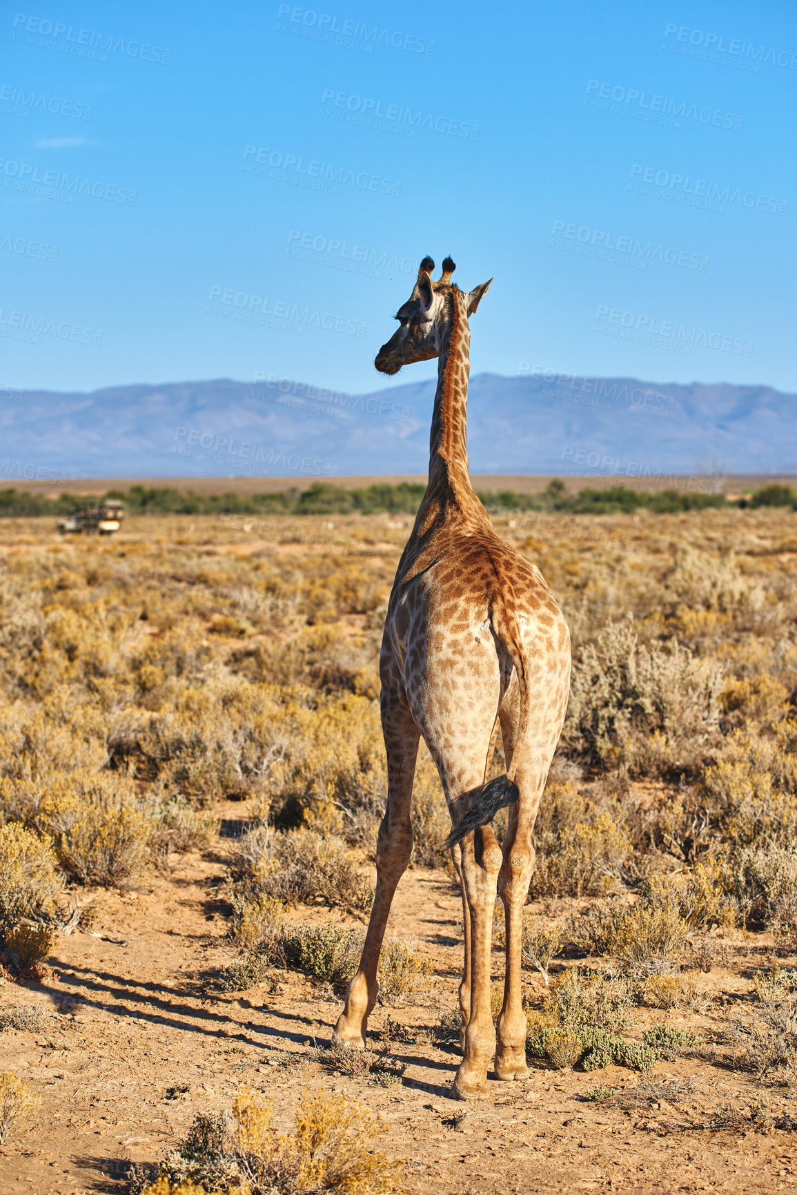 Buy stock photo Elegant giraffe in the savannah in South Africa. Wildlife conservation is important for all animals living in the wild. Free animal walking in a woodland in a safari against a clear, blue sky.