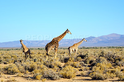 Buy stock photo Tall giraffes in the savannah in South Africa. Wildlife conservation is important for all animals living in the wild. Animals walking around a woodland in a safari against a clear, blue sky