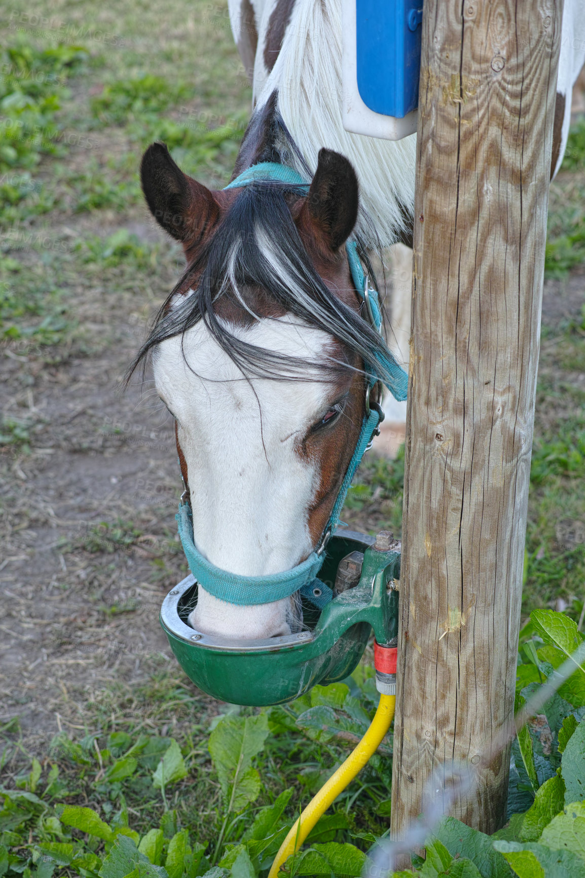 Buy stock photo A photo of a horse in natural setting