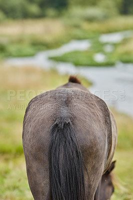 Buy stock photo A photo of a horse in natural setting