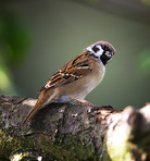 Sparrow in my garden