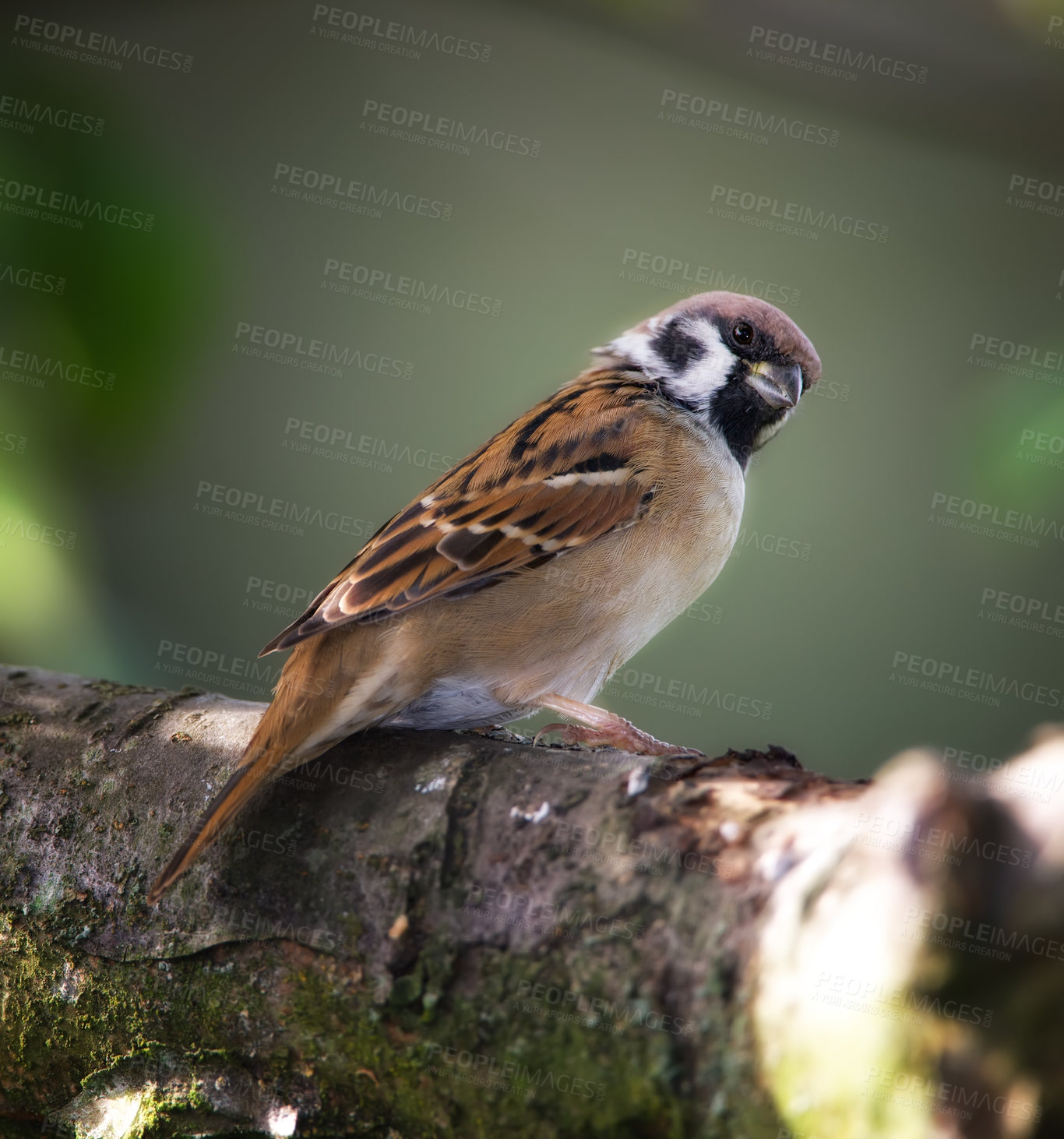 Buy stock photo A telephoto of a beautiful sparrow