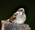 Sparrow in my garden