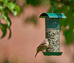 Sparrow in my garden