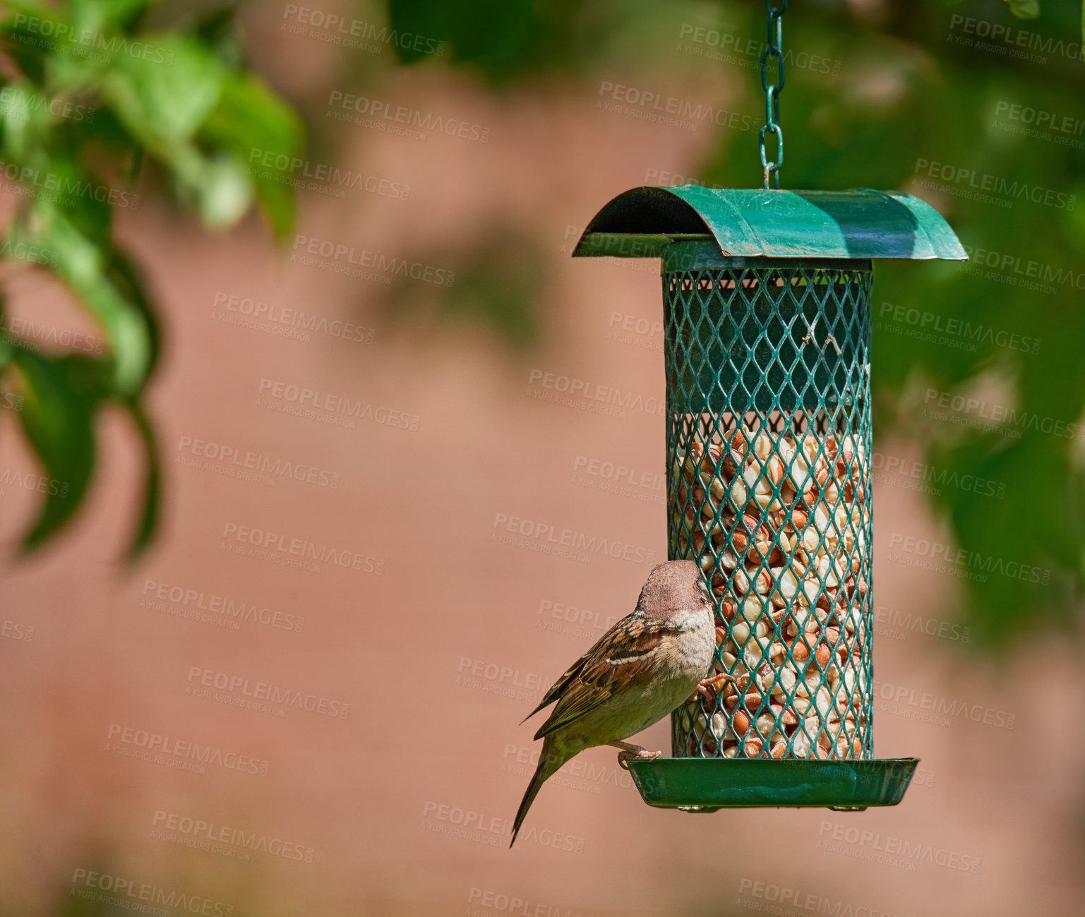 Buy stock photo A telephoto of a beautiful sparrow