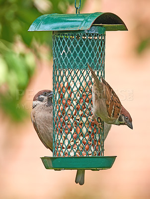 Buy stock photo A telephoto of a beautiful sparrow