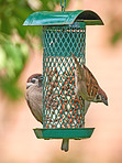 Sparrow in my garden