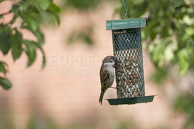 Buy stock photo A telephoto of a beautiful sparrow