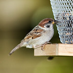 Sparrow in my garden