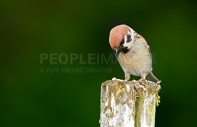 Buy stock photo A telephoto of a beautiful sparrow