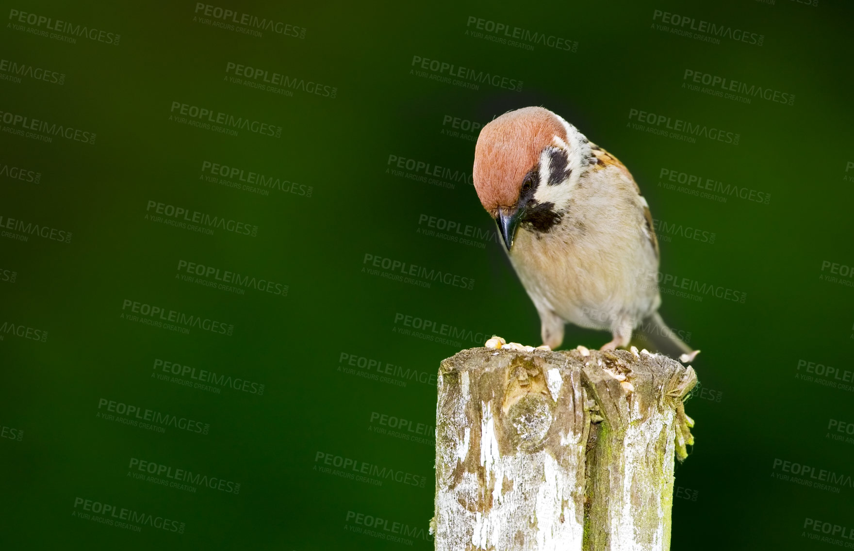 Buy stock photo A telephoto of a beautiful sparrow