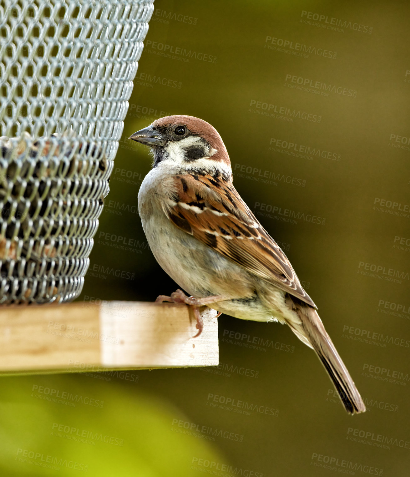 Buy stock photo A telephoto of a beautiful sparrow