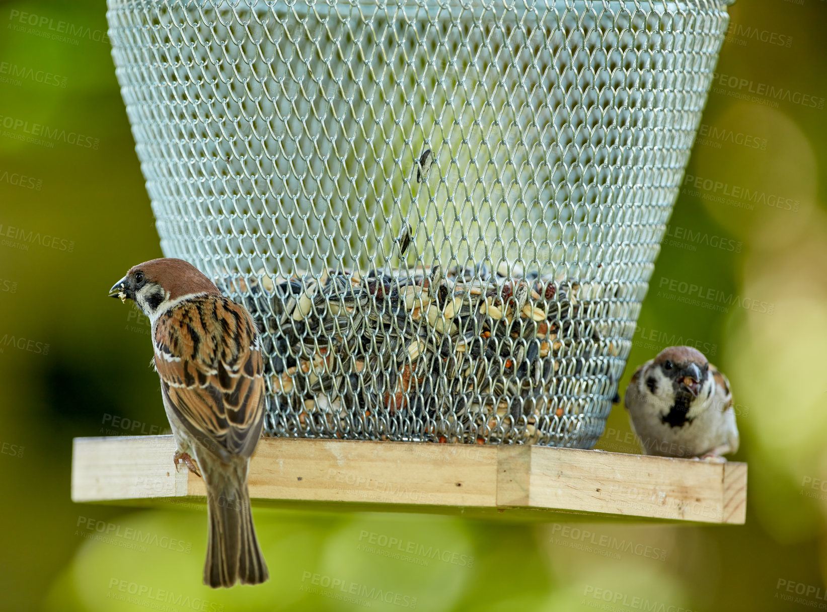 Buy stock photo A telephoto of a beautiful sparrow