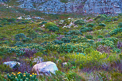 Buy stock photo Landscape view of Table Mountain, Cape Town in Western Cape, South Africa. Beautiful scenery of organic fynbos plants growing during the day on a rocky ecological field. A natural landmark for hiking