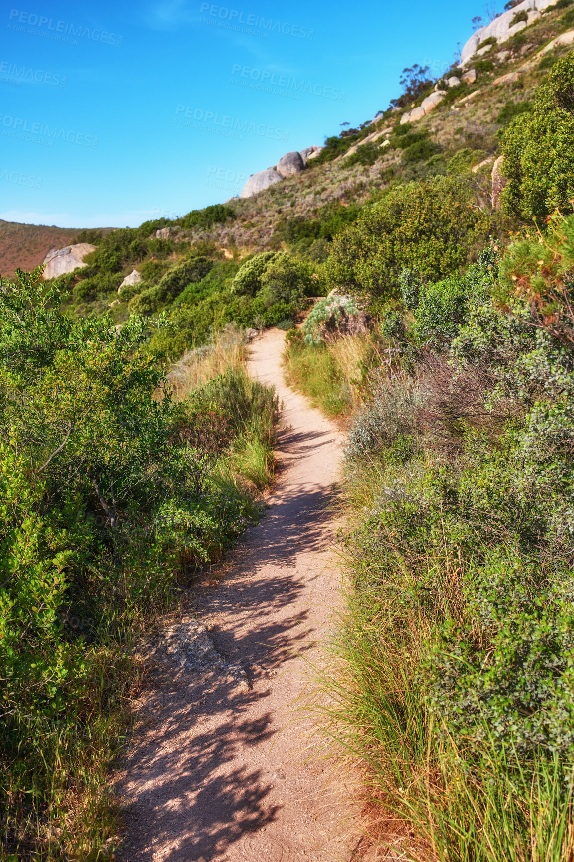 Buy stock photo Remote mountain hiking trail on Table Mountain. Mountainous walking path surrounded by bushes and trees on a mountaintop or peak. Popular walking trails and tourist attraction to explore in Cape Town