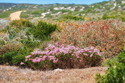 Buy stock photo Pink aster fynbos flowers growing on Table Mountain in Cape Town, South Africa. Lush green bushes and shrubs with flora and plants in a peaceful, serene and uncultivated nature reserve in summer