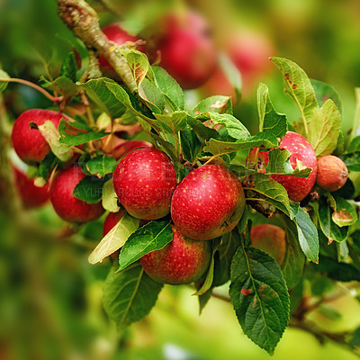 Buy stock photo A photo of tasty and beautiful apples in my garden