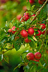 Red Apples in my garden