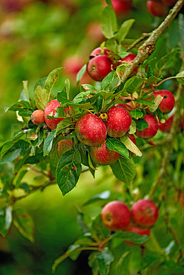 Buy stock photo A photo of tasty and beautiful apples in my garden