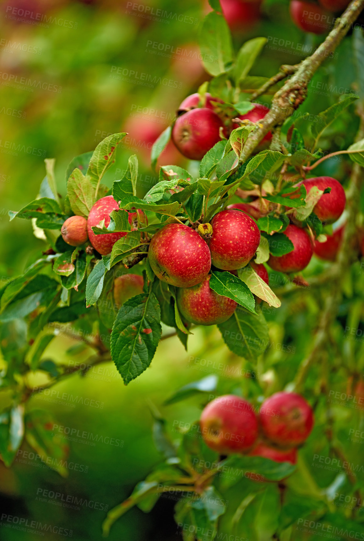 Buy stock photo A photo of tasty and beautiful apples in my garden