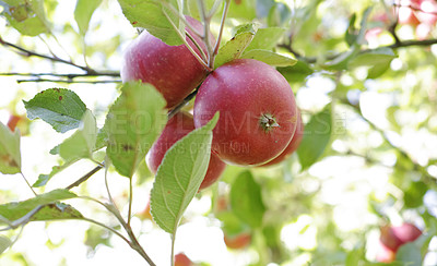 Buy stock photo A photo of tasty and beautiful apples in my garden