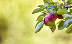 Red Apples in my garden