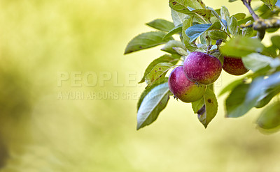 Buy stock photo A photo of tasty and beautiful apples in my garden