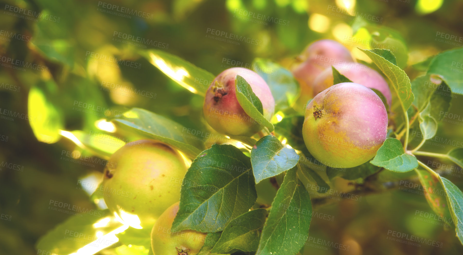 Buy stock photo A photo of tasty and beautiful apples