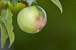 Tasty and beautiful apples