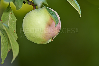 Buy stock photo A photo of tasty and beautiful apples