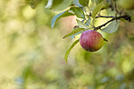 Tasty and beautiful apples