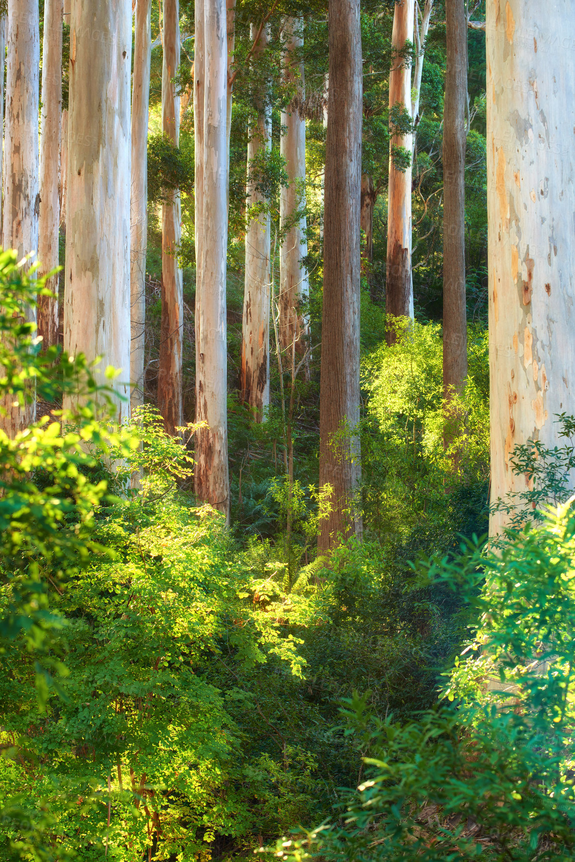 Buy stock photo Summer nature growth in a green forest. Low angle landscape of many trees in a remote woods with wild plants and vines growing on the ground. Beautiful foliage in an eco friendly environment