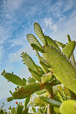 Buy stock photo Closeup of wild flowers and plants on mountain side in South Africa, Western Cape with ocean background. Landscape of beautiful green indigenous African plant with ocean view and bright blue sky