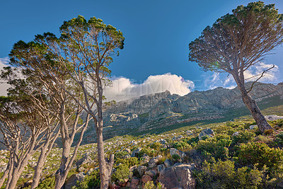 Buy stock photo Clouds covering the peak of Table Mountain in Cape Town from below on a sunny day outdoors. Scenic landscape with beautiful views of plants and trees around an iconic natural landmark and attraction