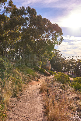 Buy stock photo Beautiful mountain trail on Table Mountain National Park in Cape Town, South Africa. A mountainous walking path surrounded by green bushes and trees for a relaxing nature walk or adventure hike 