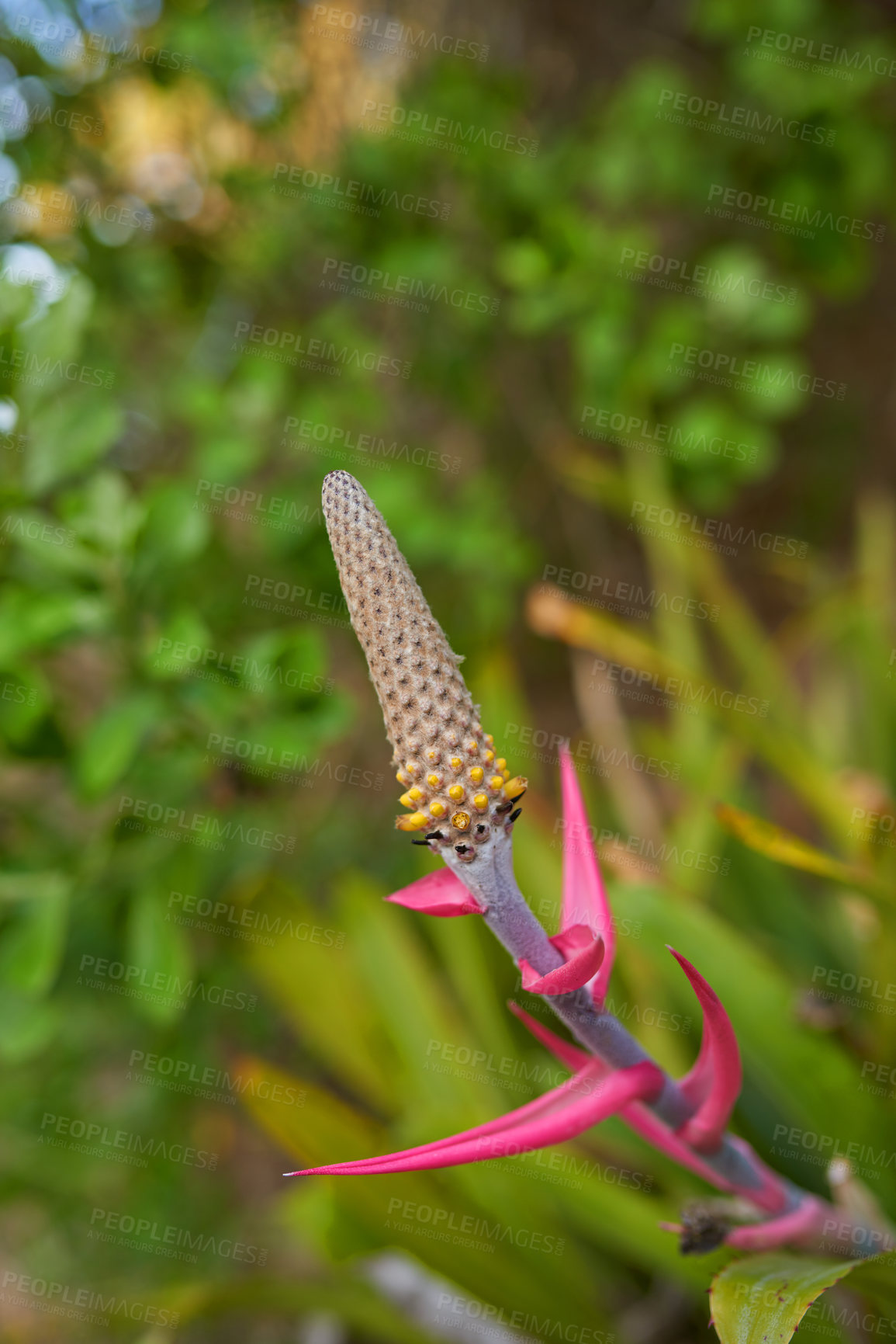 Buy stock photo Aechmea bromeliifolia plant growing in a garden or field outdoors. Closeup of beautiful flowering plants from the bromeliads species blooming and blossoming in nature during a sunny day in spring